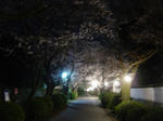 秋月の夜桜