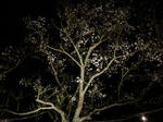 甘木公園の夜桜